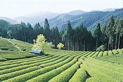 静岡県のお茶の有名茶産地129