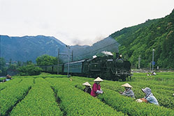 静岡県のお茶の有名茶産地132