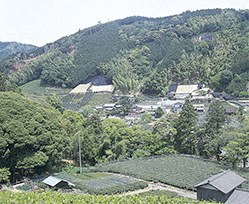 静岡県のお茶の有名茶産地133