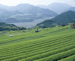 静岡県のお茶の有名茶産地134