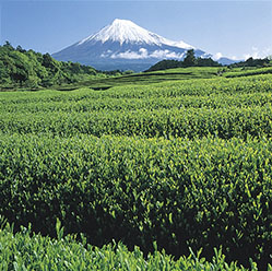 静岡県のお茶の有名茶産地136